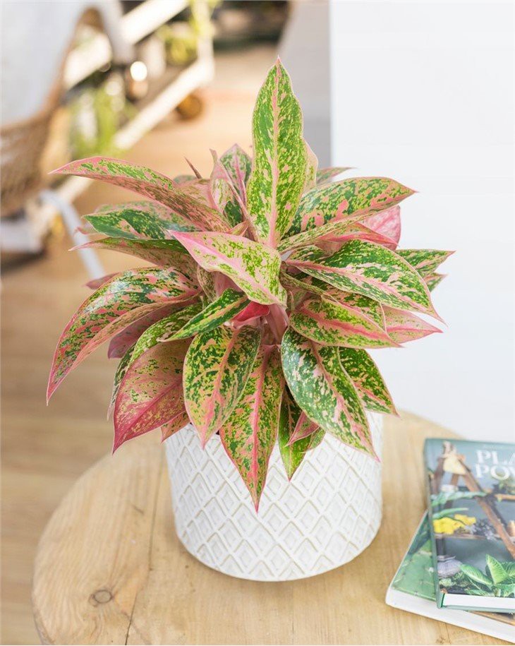 Aglaonema-Prestige-aglonema-latwa-w-uprawie-Rodzaj-rosliny-rosliny-zielone(001)