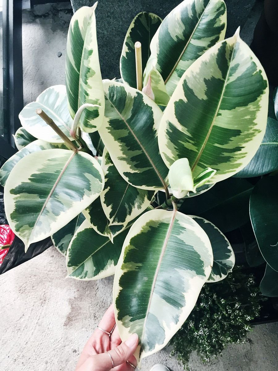 Ficus Elastica Doescheri