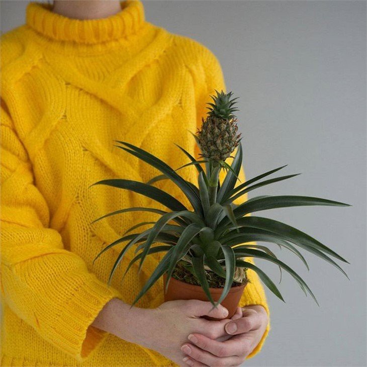 original_pineapple-plant-gift (1)(001)