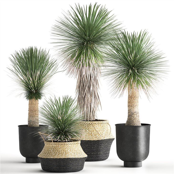 yucca_rostrata_in_a_flowerpot_for_the_interior_1015_3d_model_c4d_max_obj_fbx_ma_lwo_3ds_3dm_stl_3704490_o